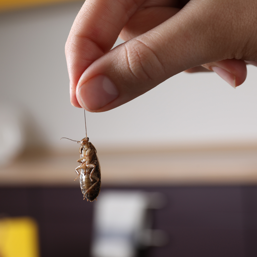 Unveiling the Intricacies of Charleston’s Cockroach Infestations: A Comprehensive Guide