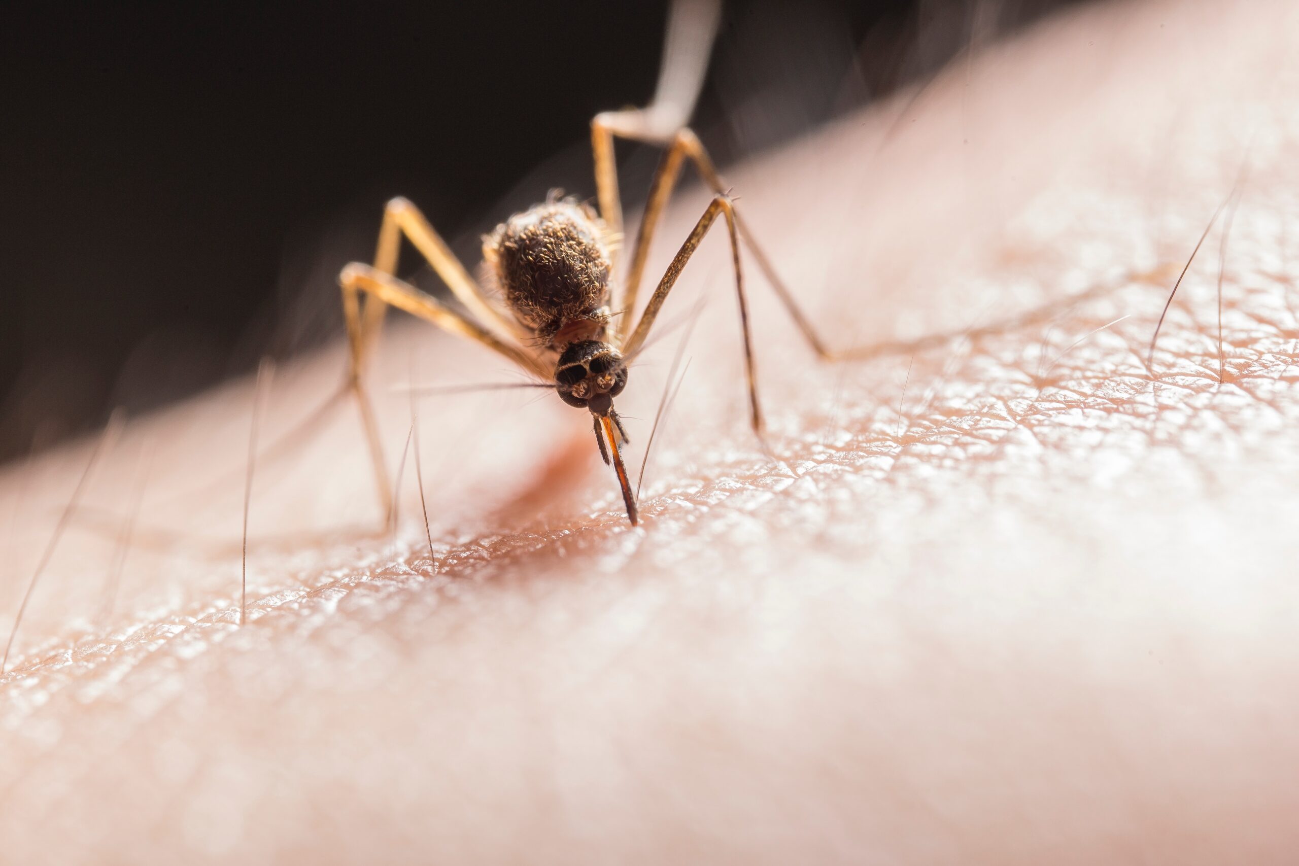 Discovering the Enigmatic World of Mosquitoes: Nature’s Tiny Menace