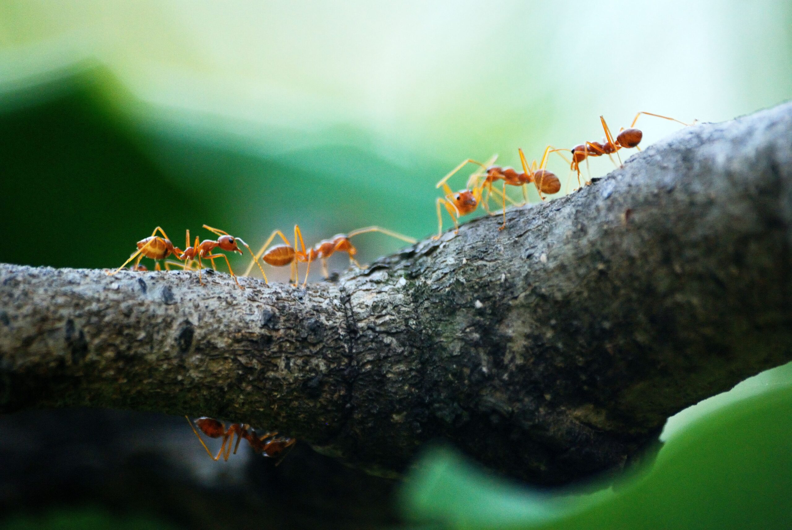 Fascinating Ants: Nature’s Tiny Architects